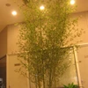 China Direct Sale Artificial Evergreen Ornamental Plants