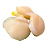 Japanese live scallops for wholesale