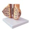 Simulation of human breast visual diagnosis model,Resting female breast model