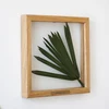 Natural wood floating frame Static Album Pressed Flower Frame, Herbarium Art by MyBotanica
