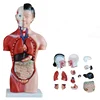 Hot sell Removable anatomical model