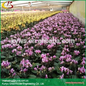 
Phalaenopsis orchid Seedlings from Taiwan Phalaenopsis orchid supply Orchid plants for sale 