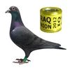 8*10.3mm pigeon ring Aluminium core with plastic coat bird foot band