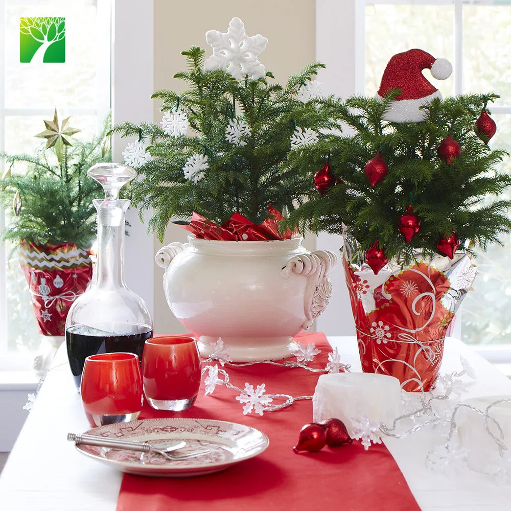 
Hot sale outdoor garden decoration real natural arbor tree plant christmas pine tree Aurocaria axcelsa 