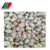 CHINA EXPORT FACTORY New White Kidney Bean, Big Size Red Kidney Bean
