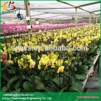 
Phalaenopsis orchid Seedlings from Taiwan Phalaenopsis orchid supply Orchid plants for sale 