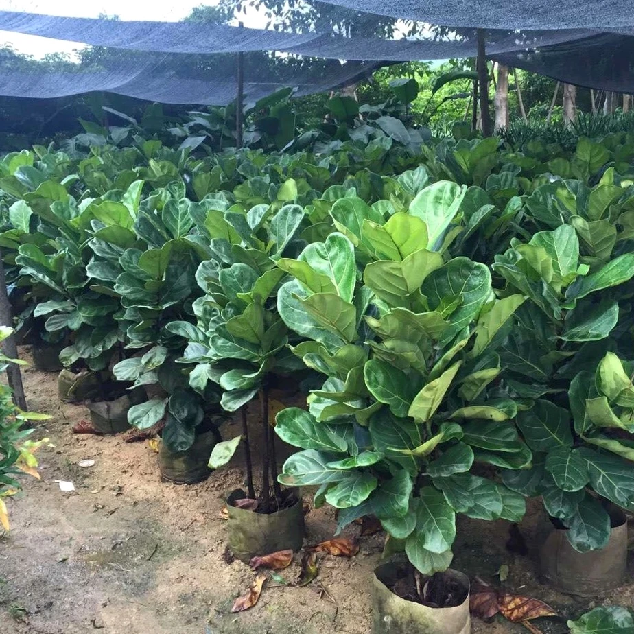 
Ficus Lyrata, Ficus Pandurata Hance Bonsai Plants 