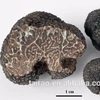 /product-detail/tuber-indicum-mushroom-truffle-wholesale-truffle-price-fast-shipping-60612314874.html