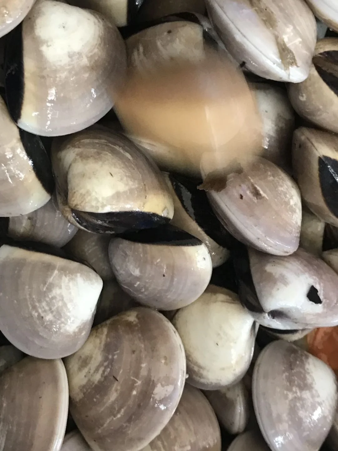 
Good Sale Frozen White Clams / Cooked Clam Meat Indonesia Seafood 
