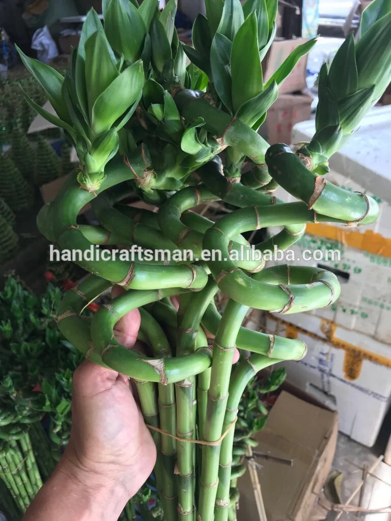 
factory price dracaena sanderiana indoor ornamental chinese fengshui live aquatic plants spiral lucky bamboo 