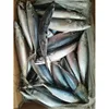 Frozen Pacific Mackerel Horse Mackerel Fish Whole Sale price only