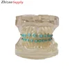 28pcs teeth ceramic bracket orthodontic dental model