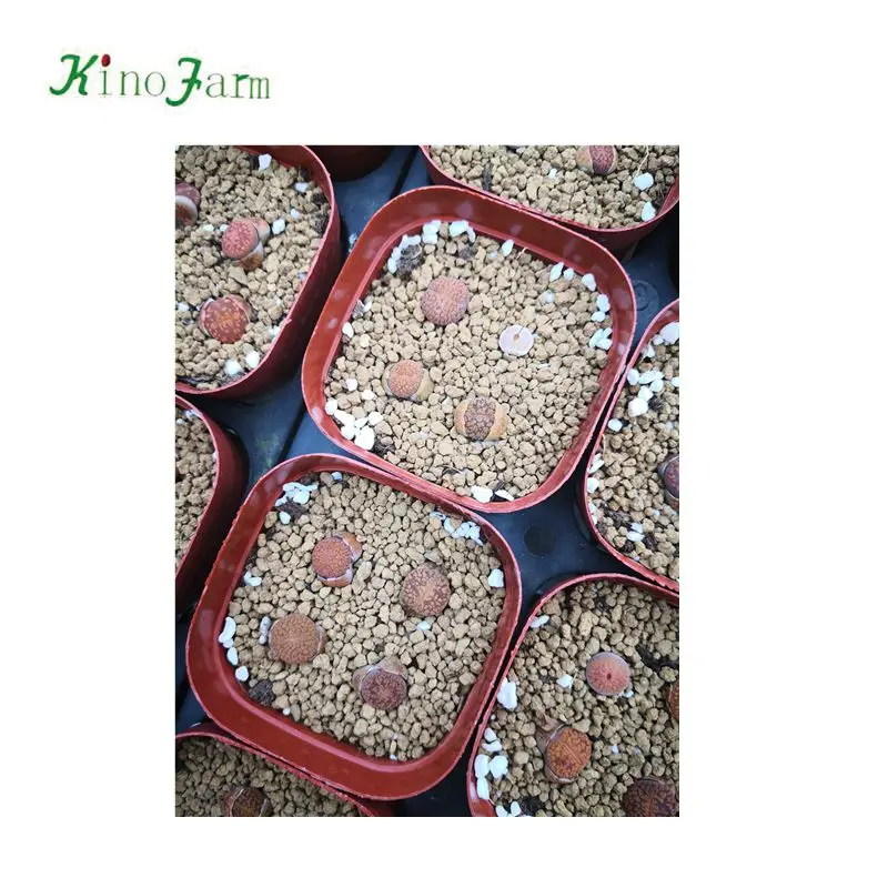 
Lithops cactus 