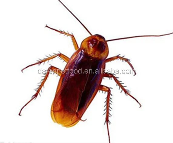
Frozen Feeder Dubia roaches for birds geckos lizards reptile pet treats 