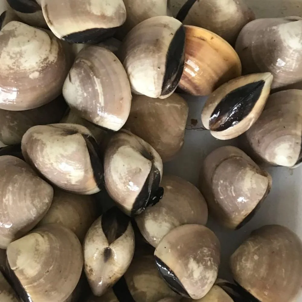 
Good Sale Frozen White Clams / Cooked Clam Meat Indonesia Seafood 