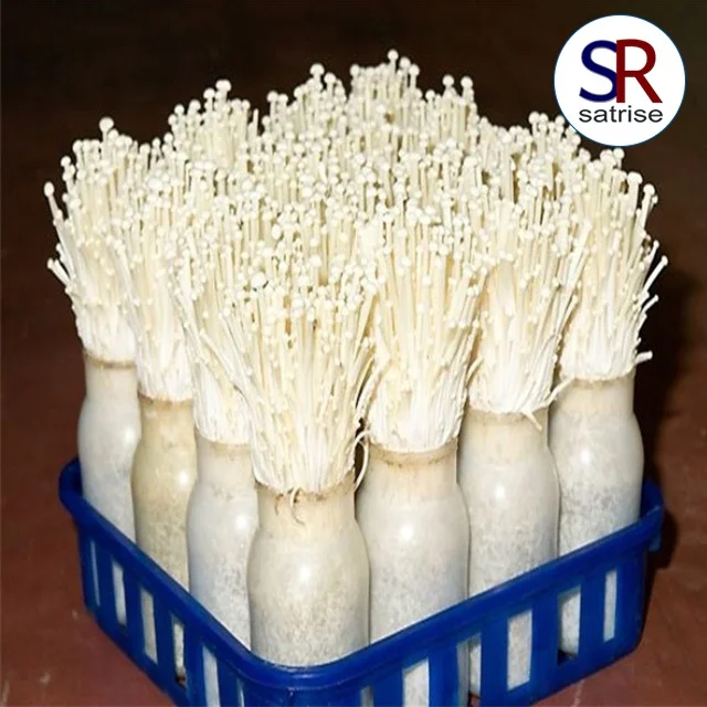 
Oyster shiitake spawn growing bottle polypropylene mushroom bottles <strong>Oyster shiitake spawn growing bottle polypropylene mushroom bottles</strong>