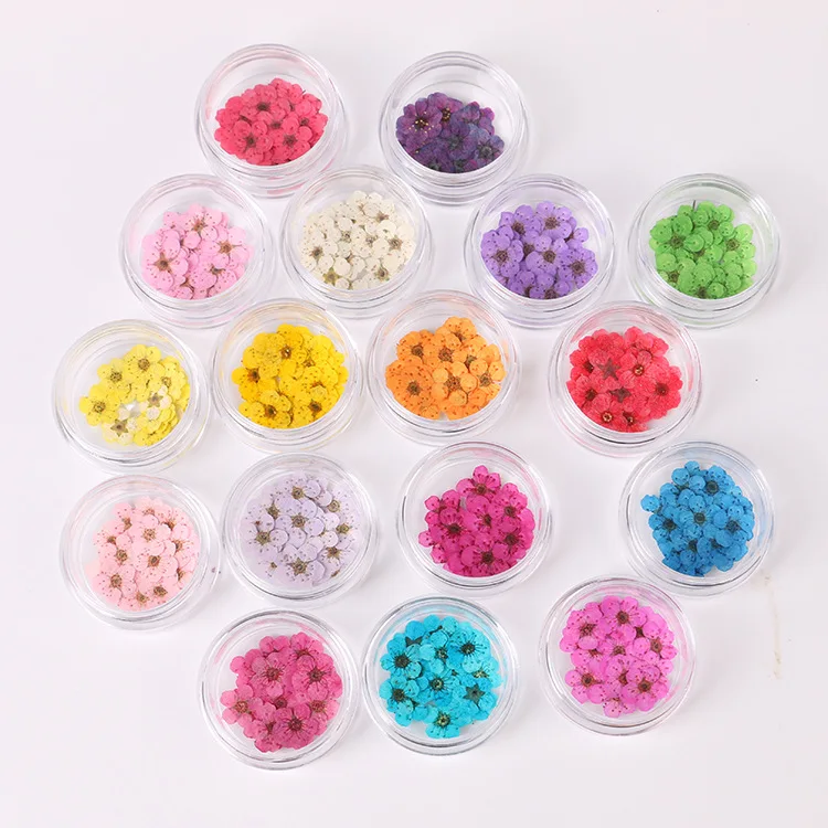
Hot sale nail art pressed dry flower nature dried flowers 16colors 