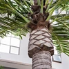 Artificial large middle eastern algae tree