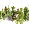 Herbs From Bulgaria Tea Herbs Leaves Fruits Flowers or Roots