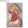 Superficial nerve of human neck anatomical model
