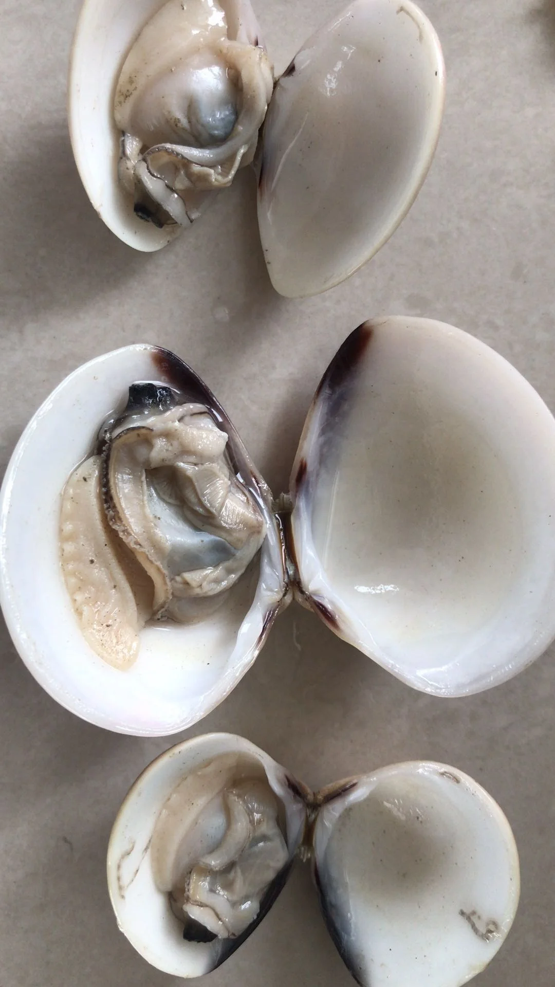 
Good Sale Frozen White Clams / Cooked Clam Meat Indonesia Seafood 