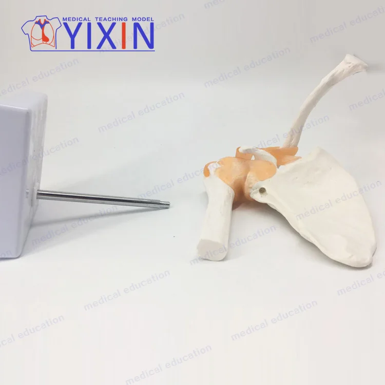 
Human shoulder joint model Clavicular-acromioclavicular arthroscopic operation demonstrates human joint of skeletal model 