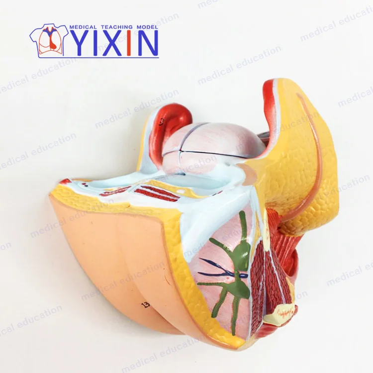 
Authentic female internal genital model uterus ovary reproductive structure genital anatomical model 