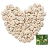 White Magic Bean, Message Bean Seeds with Logo as Gift Promotion
