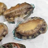 GUTTING FROZEN ABALONE