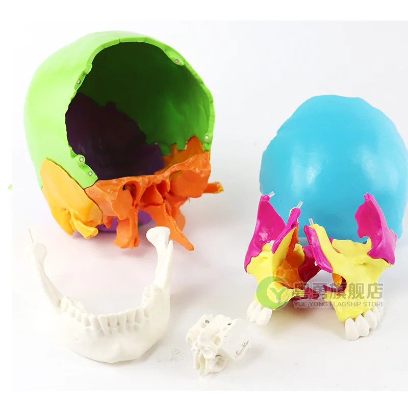 
Medical Human Anatomy Colored Skull Model Can be split into 22 pieces 