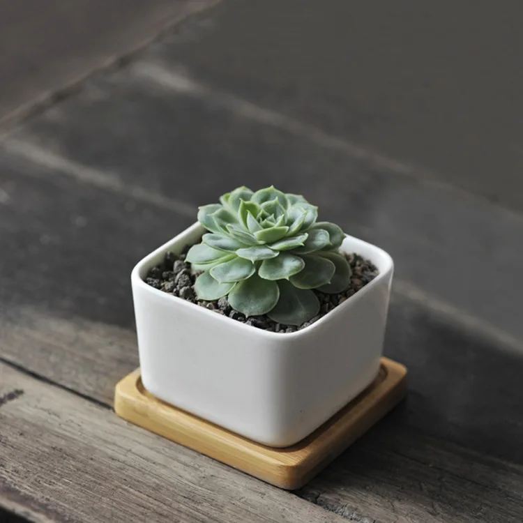 Simply white indoor ceramic succulent pots Modern Cute Small Cactus Herb Flower Planters Set with Bamboo Tray