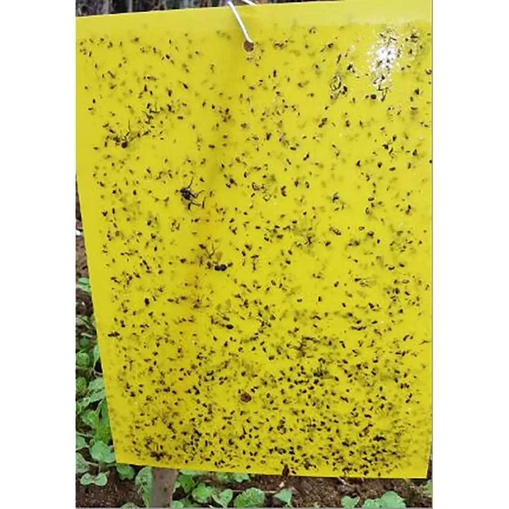 

New Style Pest Control Outdoor Fly Trap Killer Device Plastic Fruit Fly Trap With Fly Bait, Blue / yellow