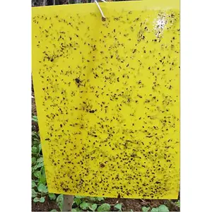 Image of New Style Pest Control Outdoor Fly Glue Trap Killer Device Plastic Fruit Fly Trap With Fly Bait