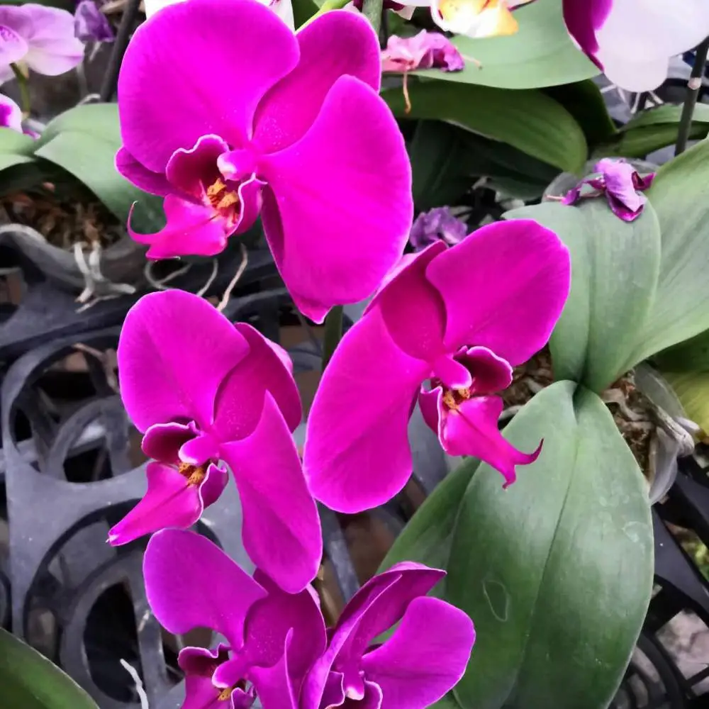 
Phalaenopsis orchid Seedlings from Taiwan Phalaenopsis orchid supply Orchid plants for sale 
