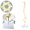 medical skeleton model 85 cm spine model with pelvis for study