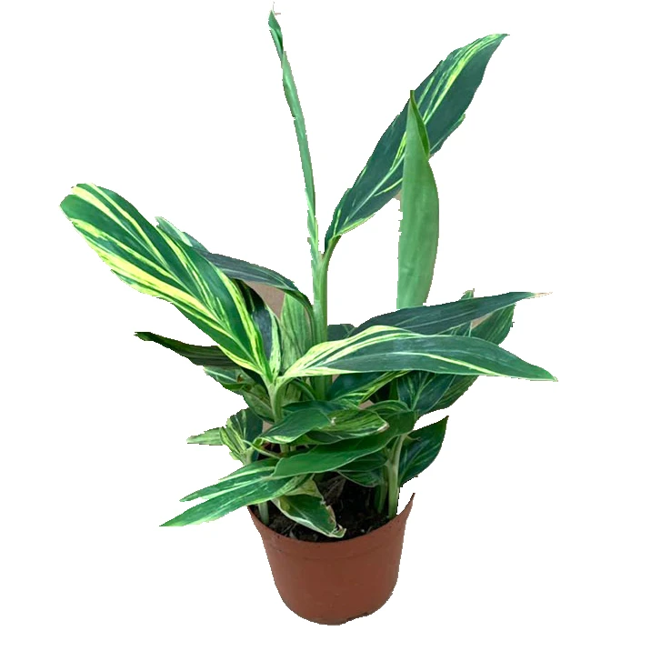 
2019 Indoor Plant Bonsai Decoration Alpinia zerumbet with Factory Price 