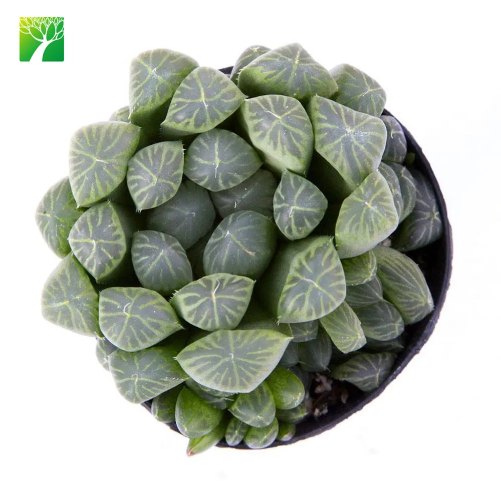 
Low price wholesale succulent plants natural Haworthia cooper i 