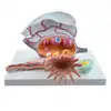 Gelsonlab HSBM-303 High quality plastic vary Model