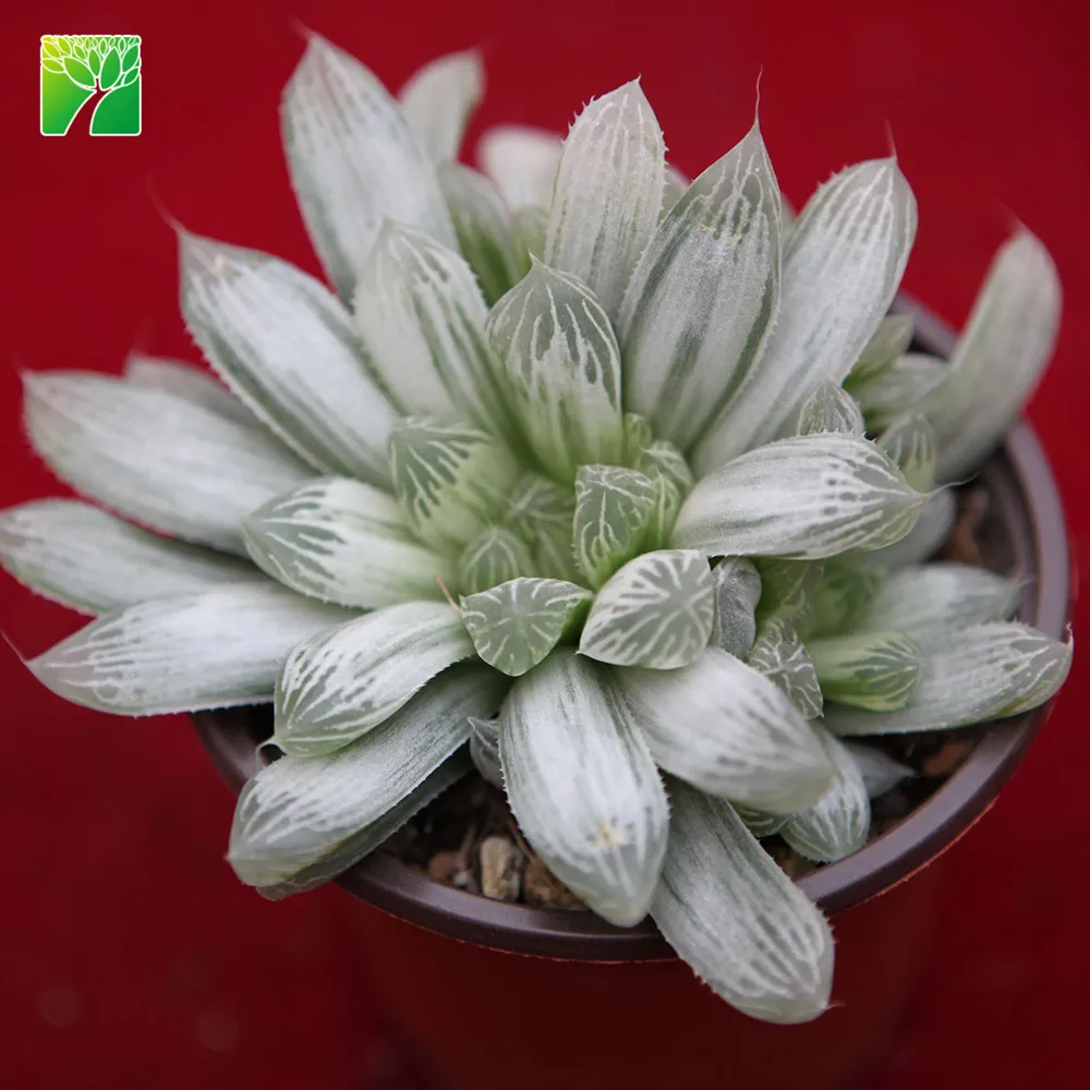 
Low price wholesale succulent plants natural Haworthia cooper i 