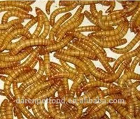 

Farm Breed Dried Feeder Mealworms for birds snakes lizards amphibians treats