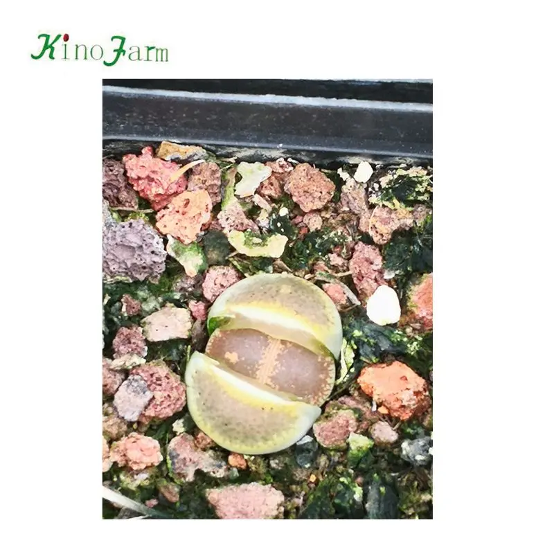 
Lithops cactus 