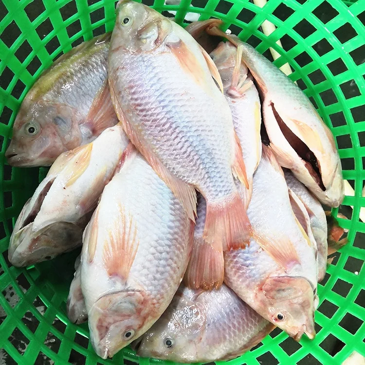 Hot b&aacute;n nh&agrave; m&aacute;y trực tiếp gi&aacute; đ&ocirc;ng lạnh m&agrave;u đỏ c&aacute; r&ocirc; phi cho con người ti&ecirc;u thụ