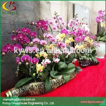 
Phalaenopsis orchid Seedlings from Taiwan Phalaenopsis orchid supply Orchid plants for sale 