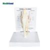 Factory Price Advanced Anatomical Veterinary Models, Canine (Dog) Knee