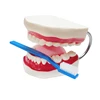 Kids Educational toy plastic Dental mold & giant toothbrush set Dentist toy learning resources teaching aids