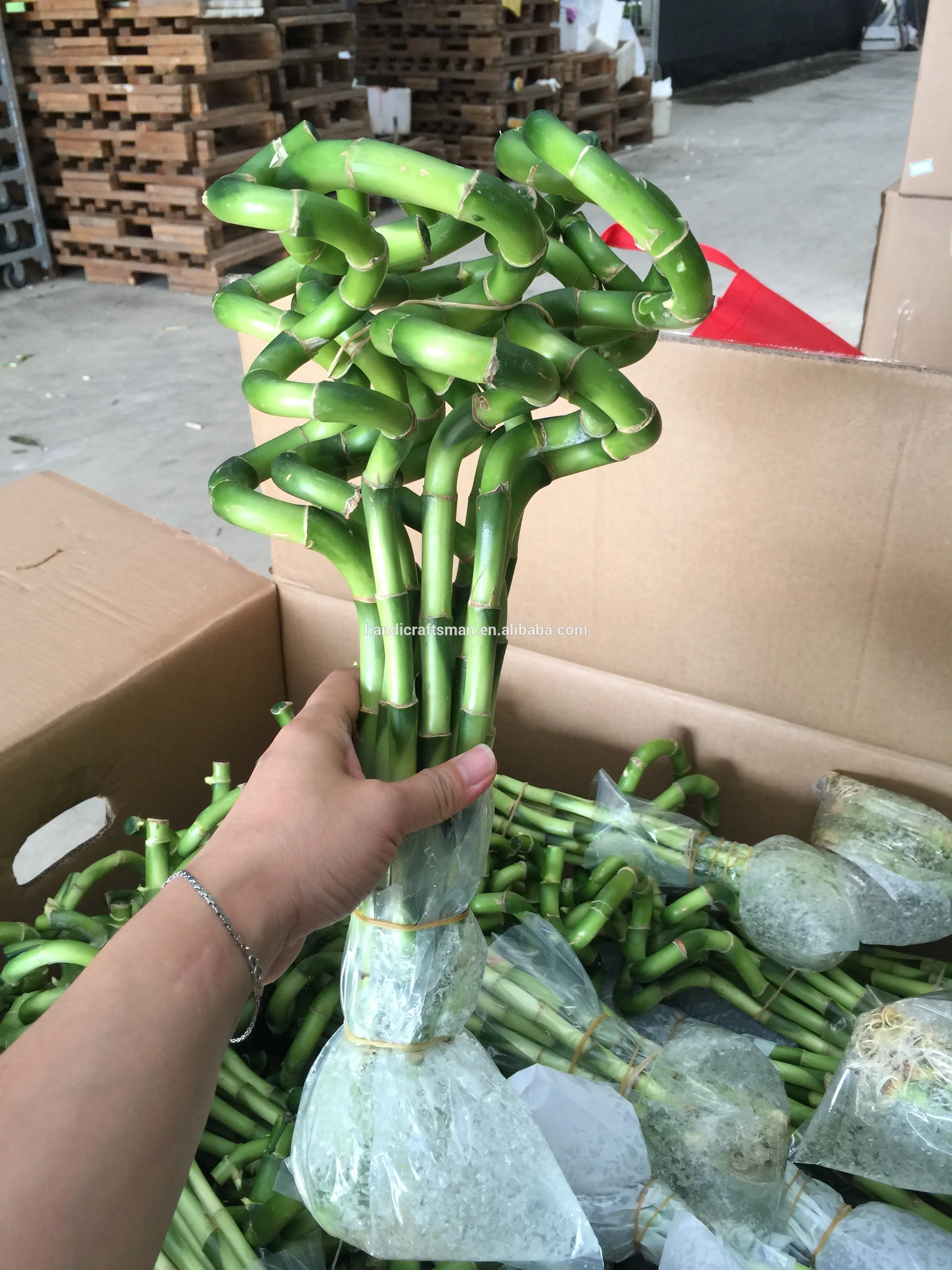 
factory price dracaena sanderiana indoor ornamental chinese fengshui live aquatic plants spiral lucky bamboo 