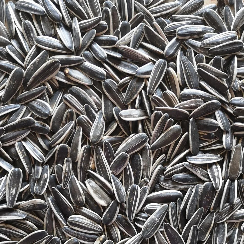 
different type of chinese sunflower seeds 361, 363, 5009, 601 Top Quality 