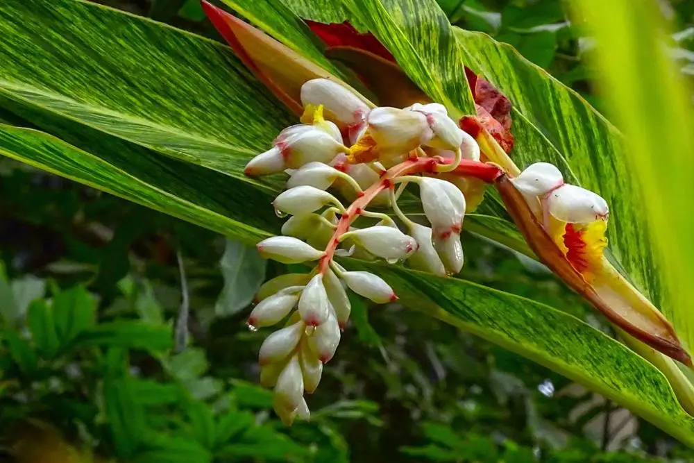 
2019 Indoor Plant Bonsai Decoration Alpinia zerumbet with Factory Price 