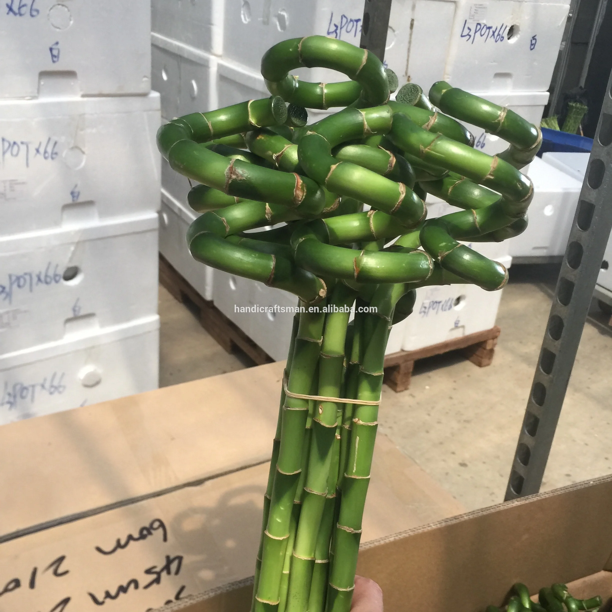 
factory price dracaena sanderiana indoor ornamental chinese fengshui live aquatic plants spiral lucky bamboo 