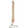 GelsonLab HSBM-101 Vertebral Column with Painted Muscles Spine model